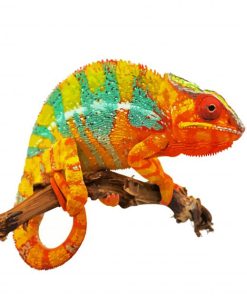 Orange Chameleon paint by numbers