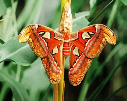 Atlas Moth Paint by number