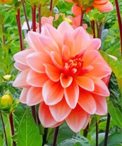 Peachy Dahlia Flower paint by numbers