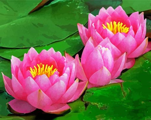 Pink Water lilly paint by numbers