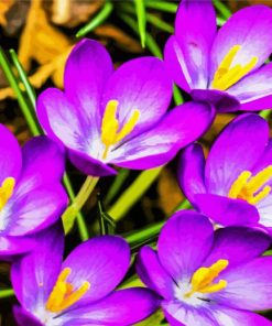 Purple Crocus paint by number