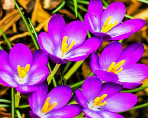 Purple Crocus paint by number