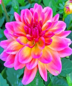 Purple Dahlia paint by numbers