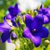 Purple Bellflower paint by number