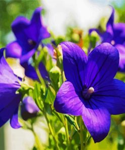 Purple Bellflower paint by number