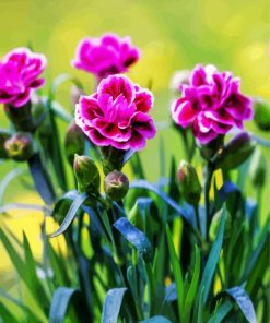 Purple Carnations paint by number