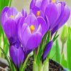 Purple Crocus Flowers paint by number