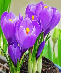 Purple Crocus Flowers paint by number