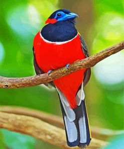 Red Trogon Bird Animal paint by number