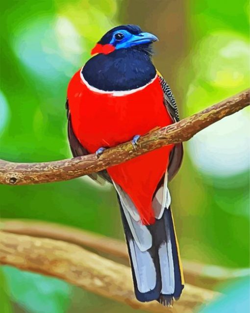 Red Trogon Bird Animal paint by number