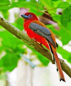 Red Trogon Bird paint by number