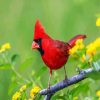 Red Cardinal Bird paint by number