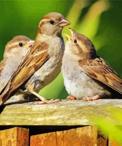 Sparrow Birds paint by number