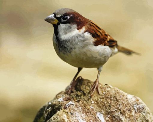 Sparrow paint by number