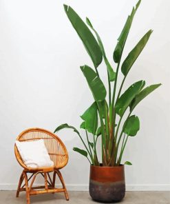 Strelitzia Nicolai Plant paint by number