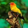 Sun Conure paint by numbers