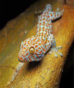 Tokay Gecko Lizard Reptile paint by number