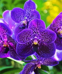 Vanda Orchid paint by number