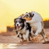 Wet Collies paint by numbers