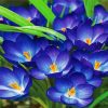 Whitewell Purple Crocus paint by number