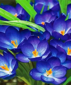 Whitewell Purple Crocus paint by number