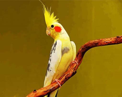 Yellow Cockatiel paint by numbers