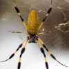 Yellow Spider paint by number