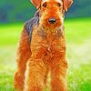 Airedale Terrier Brown Dog paint by number