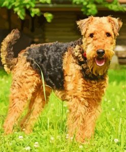 Airedale Terrier Dogs paint by number