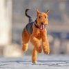 Airedale Terrier Running paint by number