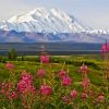 Alaska Denali Mountain paint by number