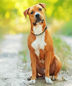 American Staffordshire Terrier paint by numbers