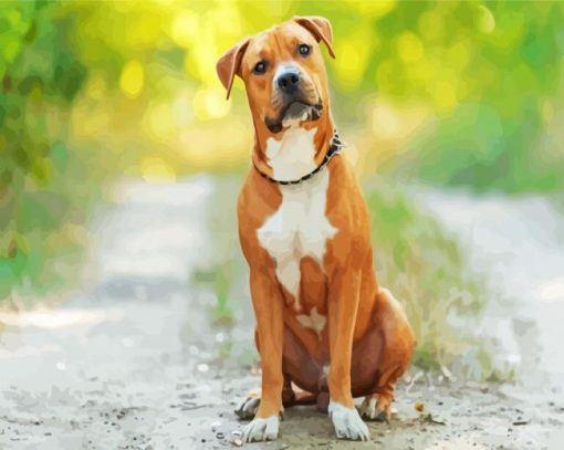 American Staffordshire Terrier paint by numbers