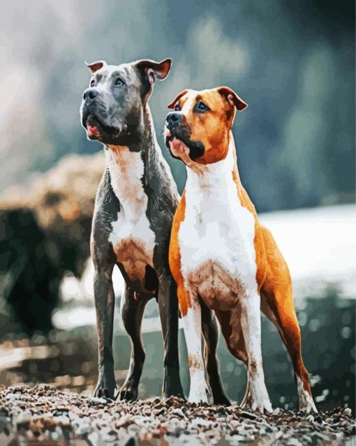 American Staffordshire Dogs paint by numbers