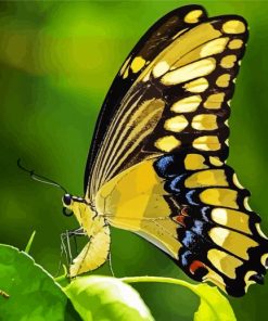 Anise Swallowtail Butterfly paint by numbers