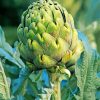 Artichoke Plant paint by number