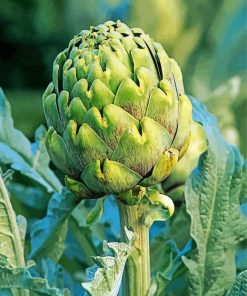 Artichoke Plant paint by number