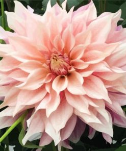 Baby Pink Dahlia paint by number