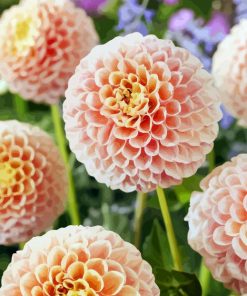 Baby Pink Dahlias paint by number