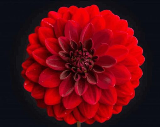 Beautiful Red Dahlia paint by number