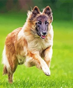 Belgian Tervuren Dog paint by numbers