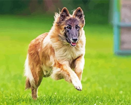 Belgian Tervuren Dog paint by numbers