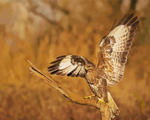 Bird Of Prey Buzzard paint by numbers