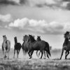 Black And White Horses Flock paint by number