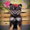 Black Maltipom Puppy paint by number