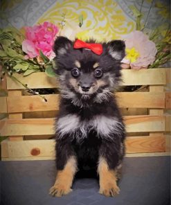 Black Maltipom Puppy paint by number