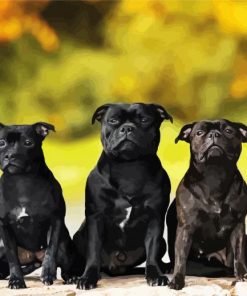 Black Staffies Dogs paint by number