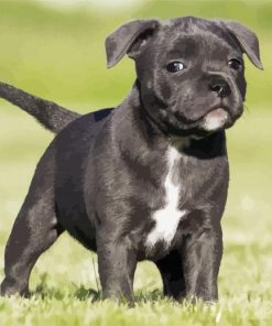 Black Staffordshire Bull Terrier Puppy paint by number