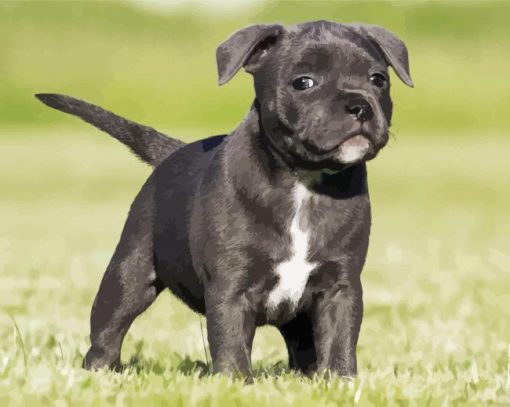 Black Staffordshire Bull Terrier Puppy paint by number