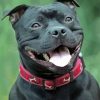 Black Staffordshire Bull Terrier Smiling paint by number